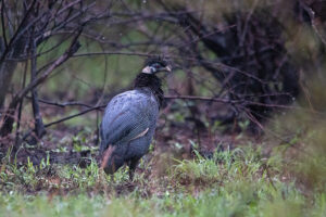 Crested Guineafowl