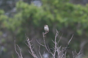 Croaking Cisticola