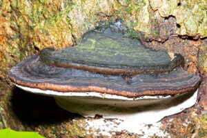 Dlindza Forest Fungi