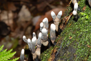 Dlindza Forest Fungi