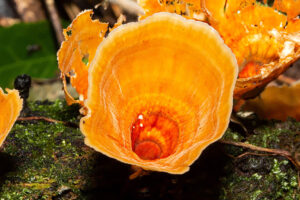 Dlindza Forest Fungi