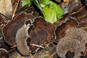 Dlindza Forest Fungi