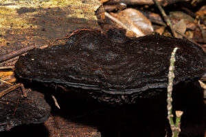 Dlindza Forest Fungi