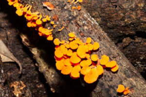 Dlindza Forest Fungi