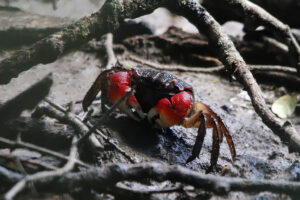 East African Mangrove Crab