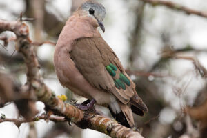 Emerald Spotted Wood Dove