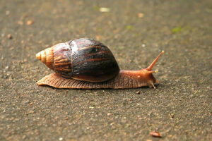 Giant African Land Snail