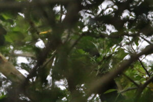 Green Malkoha