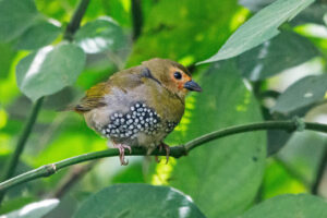 Green Twinspot