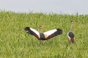 Grey Crowned Crane