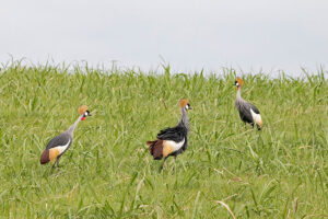 Grey Crowned Crane