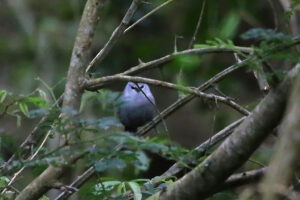 Grey Waxbill