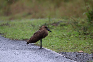 Hamerkop