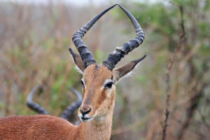 Impala