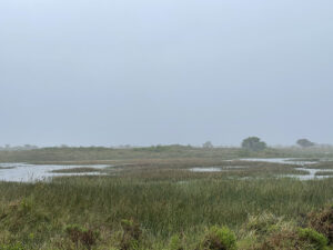 Isimangaliso