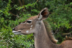 Kudu