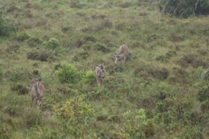 Kudu