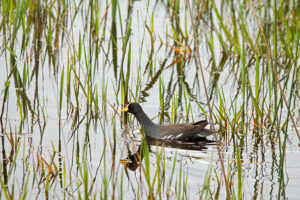 Lesser Moorhen