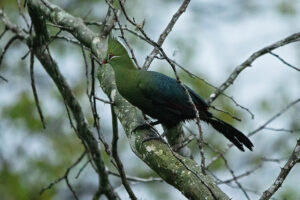 Livingstons Turaco