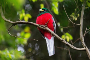 Narina Trogon