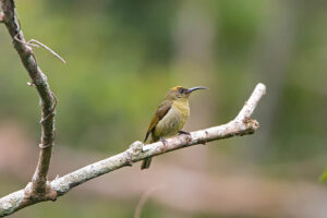 Olive Sunbird