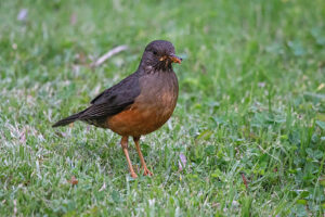 Olive Thrush