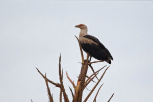 Palm Nut Vulture