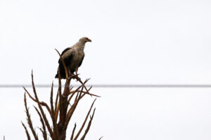 Palm Nut Vulture