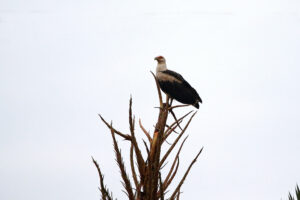 Palm Nut Vulture