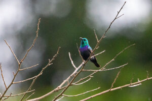 Purple Banded Sunbird