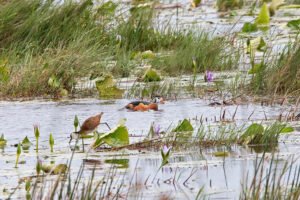 Pygmy Goose