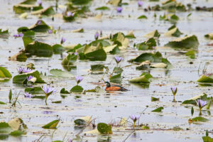 Pygmy Goose