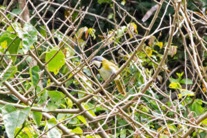 Rudds Apalis