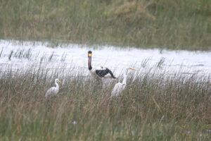 Saddle Billed Stork