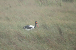 Saddle Billed Stork