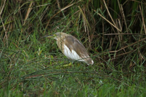 Squacco Heron