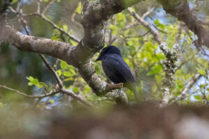 Square Tailed Drongo