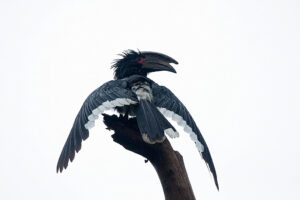 Trumpeter Hornbill