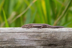 Variable Skink