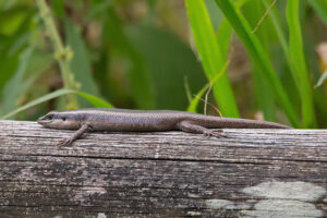 Variable Skink