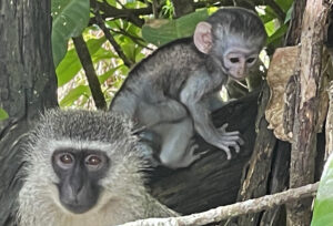 Vervet Monkey