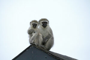 Vervet Monkey