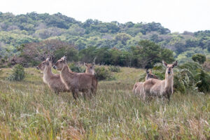 Waterbuck