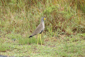 Wattled Lapwing