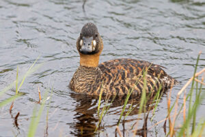 White Backed Duck