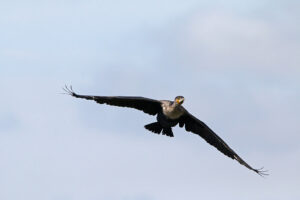 White Breasted Cormorant