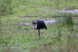 Wooly Necked Stork