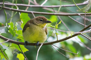 Yellow Bellied Greenbull