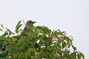 Yellow Throated Longclaw