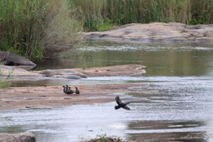 African Black Duck